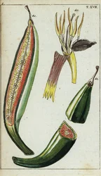 Banana-da-terra, Musa x paradisiaca.