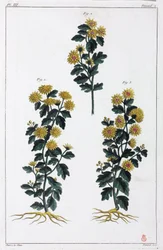 Plantas medicinais, China