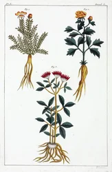 Plantas medicinais, China