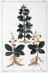 Plantas medicinais, China