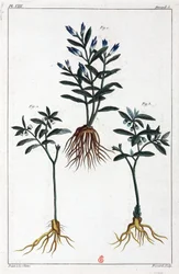 Plantas medicinais, China