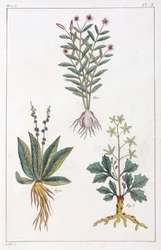 Plantas medicinais, China