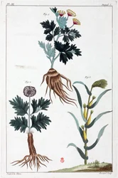 Plantas medicinais, China
