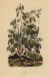 Plocama pendula shrub