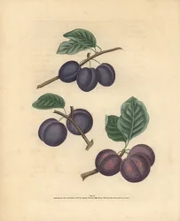 Variedades de ameixa, Prunus domestica: Tours, Lawrane