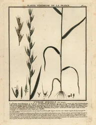 Poison darnel, Lolium temulentum.