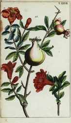 Flores e frutos de romã num ramo, Punica granatum.