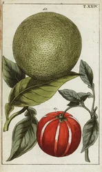 Pomelo ou pummelo, Citrus maxima.