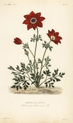 Anémona papoula ou calêndula espanhola, Anémona coronária, Anémona des jardins