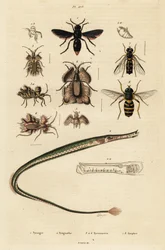 Vespa de oleiro, peixe-tubo, ovo dourado e hoverfly, 1834-1839 (gravura)