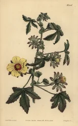 Hibiscus surattensis, Hibiscus surattensis com figo da Índia