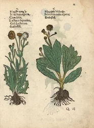 Cardo-santo, Sonchus asper, e cardo-santo liso, Sonchus oleraceus Gravura em xilogravura colorida à mão de uma ilustração botânica do Krauterbuch, ou Herbal, de Adam Lonicer, Frankfurt