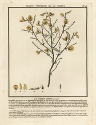 Vassoura de purga, Cytisus purgans.