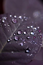 Purple Leaves II (fotografia)