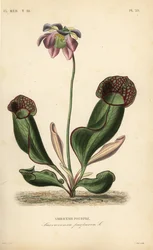 Planta de jarro roxo ou flor lateral, Sarracenia purpurea, Sarracenie pourpre