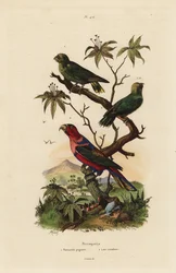 Papagaio pigmeu, Micropsitta pusio, e Lorius lory, camião Lorius