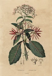 Quinine, Cinchona officinalis 1 e Ladenbergia oblongifolia, vulnerável, 2