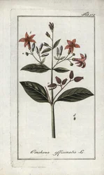 Quinquina (Cinchona officinalis). Litografia de "Afbeelding der Artseny-Gewassen" de Johannes Zorn (1739-1799), Países Baixos