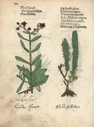 Flor-de-cuco, Lychnis flos-cuculi, e falso-heléboro-preto, Veratrum nigrum. Gravura em madeira colorida à mão de uma ilustração botânica do Kräuterbuch, ou Herbal, de Adam Lonicer, Frankfurt