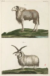 carneiros