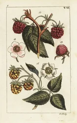 Variedades de framboesa.