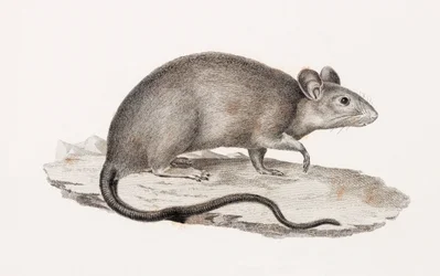 Rato de Alexandria