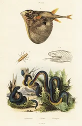 Cobra negra de barriga vermelha e puffer de três dentes.