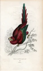 Ara vermelha ou ara de Macau. Psittacus macao. Litografia de Joseph Kidd, baseada num desenho de John Audubon, em Miscellany of Natural History: Parrots, Sir Thomas DiK Lauder and Captain Thomas Brown, publicado em Edimburgo, Escócia, em 1833.