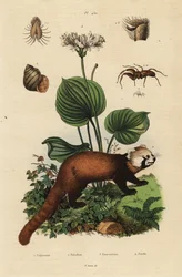 Panda-vermelho, Ailurus fulgens, em perigo de extinção 4, lírio natalino do norte, Proiphys amboinensis 3. caracol do rio, Viviparus viviparus 1, e aranha, espécie Palpimanus