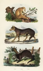 Loris tardigradus loris, Loris tardigradus em perigo 1, lobo, Canis lupus 2 e lontra eurasiática, Lutra lutra 3