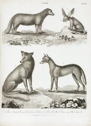 Raposas e chacais