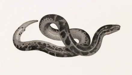 Répteis: Uma cobra de Thebaide