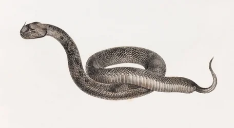 Répteis: Uma Víbora