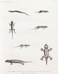 Répteis: Lagartixas e osgas