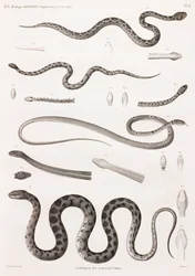 Répteis: Víboras e cobras
