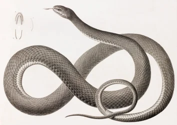Répteis: uma imagem de perto de uma ilustração de uma cobra