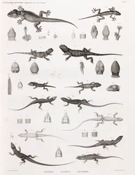 Répteis: lagartixas, lagartixas, lagartixas