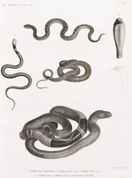 Répteis: série de ilustrações de cobras