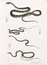 Répteis: série de ilustrações de cobras