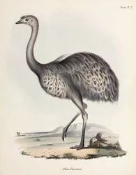 Rhea, América do Sul, c 1832-1836