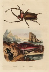 Escaravelho Rinoceronte, Golofa porteri 1, Peixe Cicatriz Cretan, Scarus creticus 2, e Escaravelho Buparius buparius 3