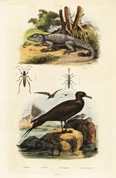 Rock agama e parastic jaeger.,1834-1839 (gravura)
