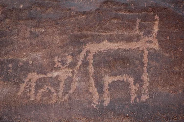 Arte rupestre, Pré-história: Gravura de uma vaca e da sua cria no maciço de Uweinat, Egipto. (Período de 8000 a 3000 anos a.C.). Fotografia