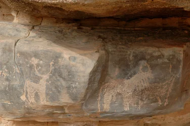 Arte rupestre, Pré-história: Gravura de três bovinos no maciço de Uweinat, Sudão (Karkur-Talh ou Karkur Talh). Período de 8000 a 3000 anos antes de Cristo. Fotografia