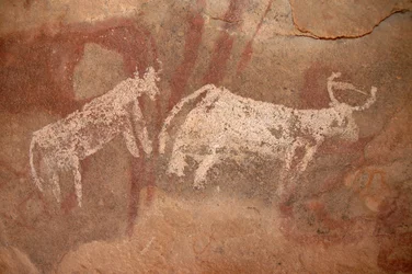 Arte rupestre, Pré-história: Pintura rupestre de gado branco e de dois tons num abrigo ornamentado, no maciço de Uweinat, Sudão (Karkur-Talh ou Karkur Talh). Período de 8000 a 3000 anos antes de Cristo. Fotografia