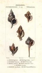 Caracóis das rochas do "Dicionário de Ciências Naturais" de Jussieu, Florença, Itália