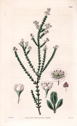 Thryptomene rochoso, Thryptomene saxicola (arbusto rochoso do sudoeste da Austrália) (Stony baeckea, Baeckea saxicola). Gravura em chapa de cobre colorida à mão por Swan, segundo uma ilustração de William Jackson Hooker da "Botanical Magazine" de Samuel Cu