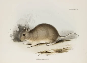 Roedor, c 1832-1836