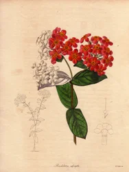 Rondeletie ecarlate ou perfumada (Rondeletia odorata). Arbusto nativo do Panamá e de Cuba, arbustivo e perene, mede 2 a 3 metros de altura e desabrocha na primavera de flores cor-de-rosa e amarelo-alaranjadas, muito perfumadas. Ilustração de Augusta Innes 