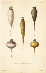 Vegetais de raiz, racines alimentaires